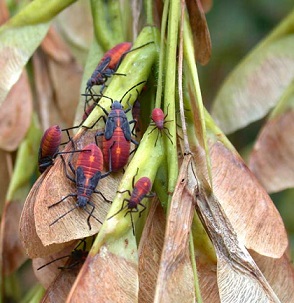 Boxelder bugs, photo courtesy of the UW Insect Diagnostic Lab