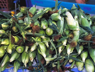Sweet corn, photo courtesy of the USDA