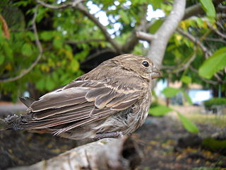 House_Finch_injured_by_cat, image by Wikimedia Commons user AlexAH