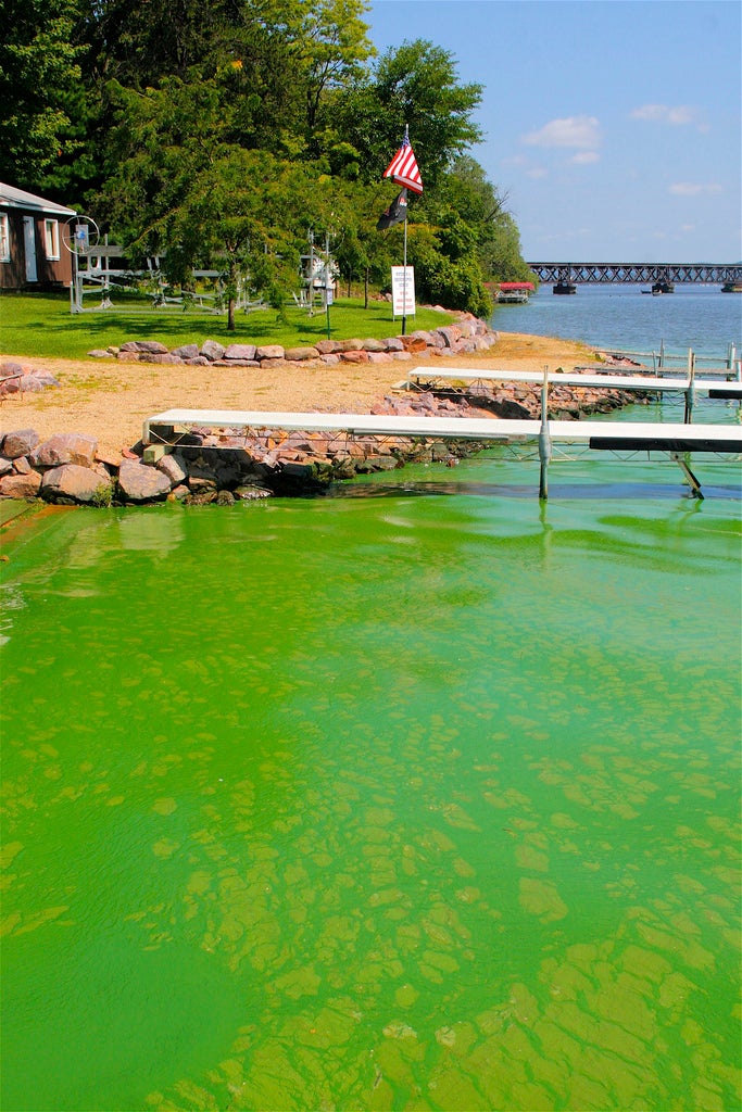 Algae bloom on the Wisconsin River at Merrimac.