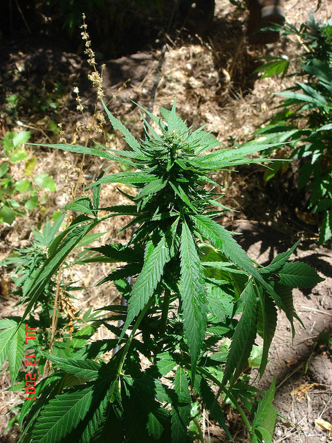 $15 Million in Marijuana Found in National Forest