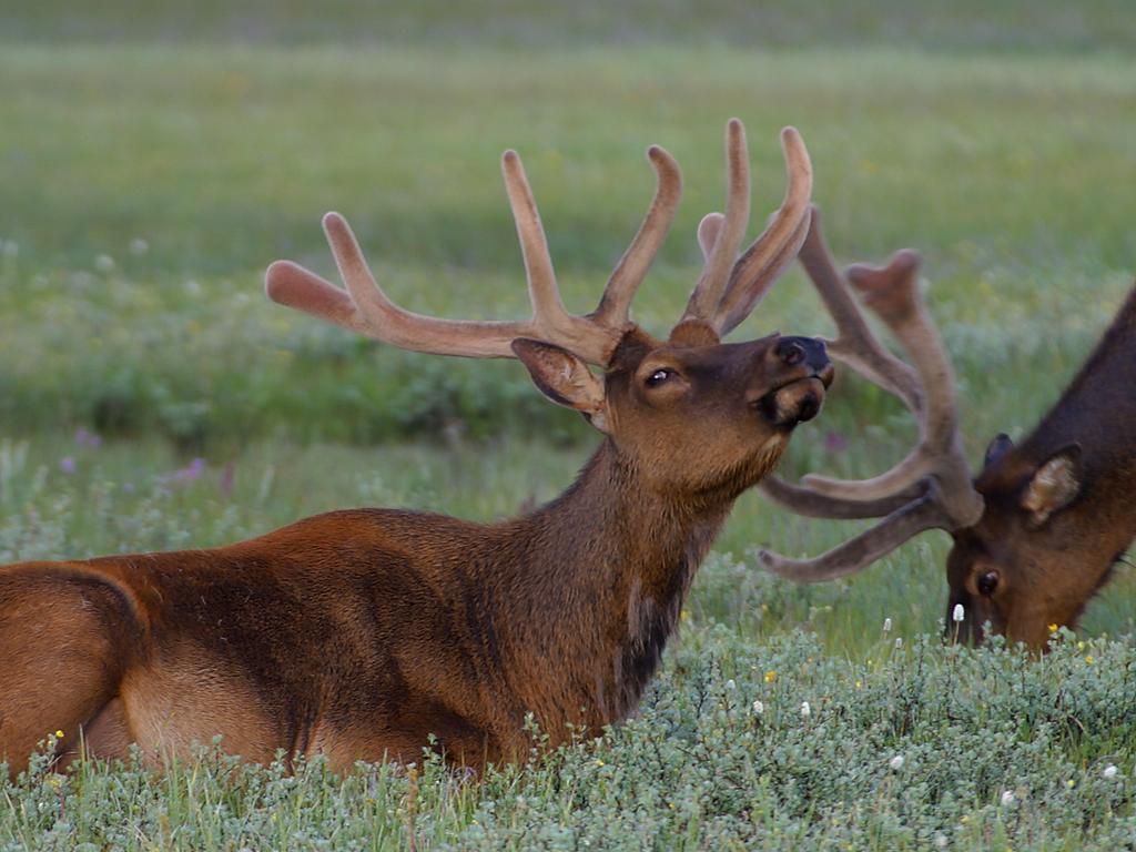 Wisconsin Elk Hunt Possible in 2013
