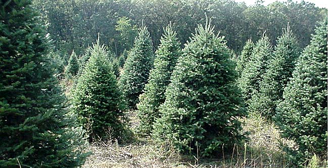 Christmas Tree Farms Doing Quite Well