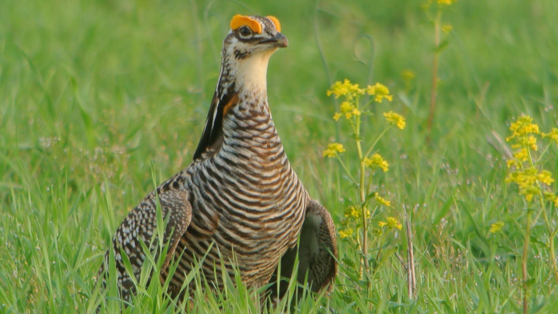 DNR Wants Larger Stomping Grounds For Endangered Prairie Chicken