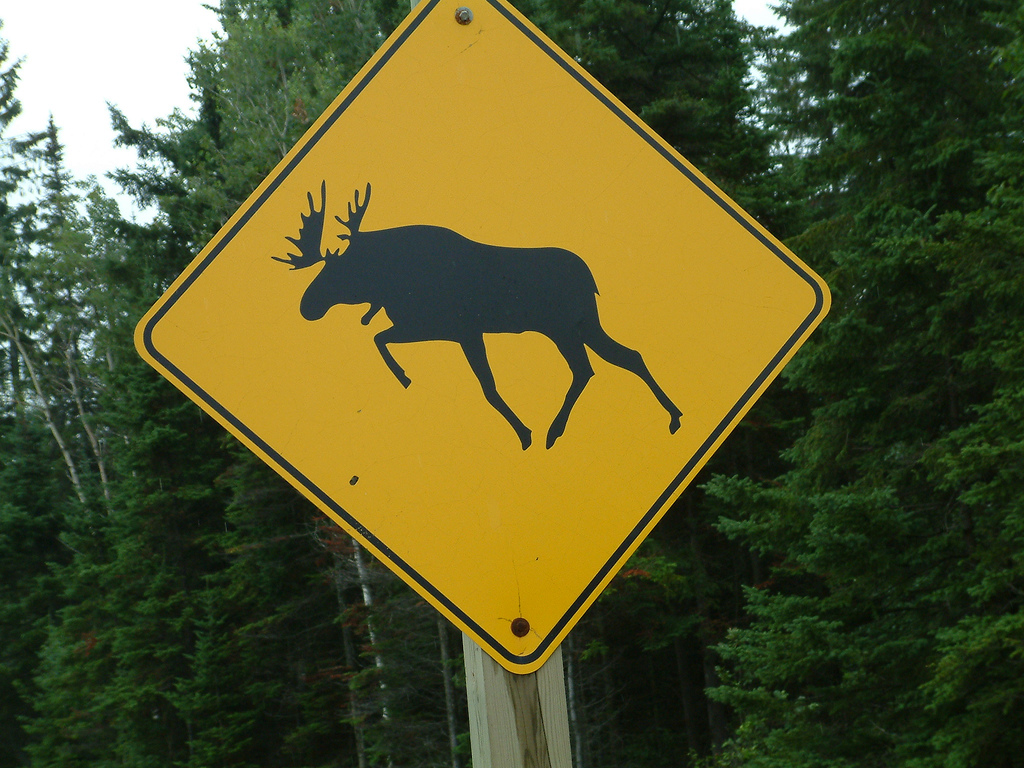 Rhinelander Couple Survive Highway Collision With Moose