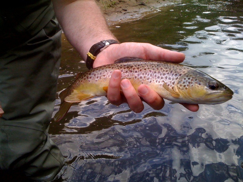 DNR Fishes For Ideas On Keeping Driftless Area Trout Thriving