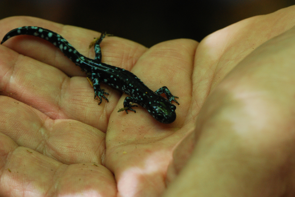 Earth Day Activities From Salamanders To ‘Seed Dating’