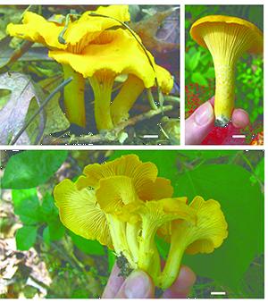 UW-La Crosse Mycologists Find 3 New Species Of Chanterelle Mushroom