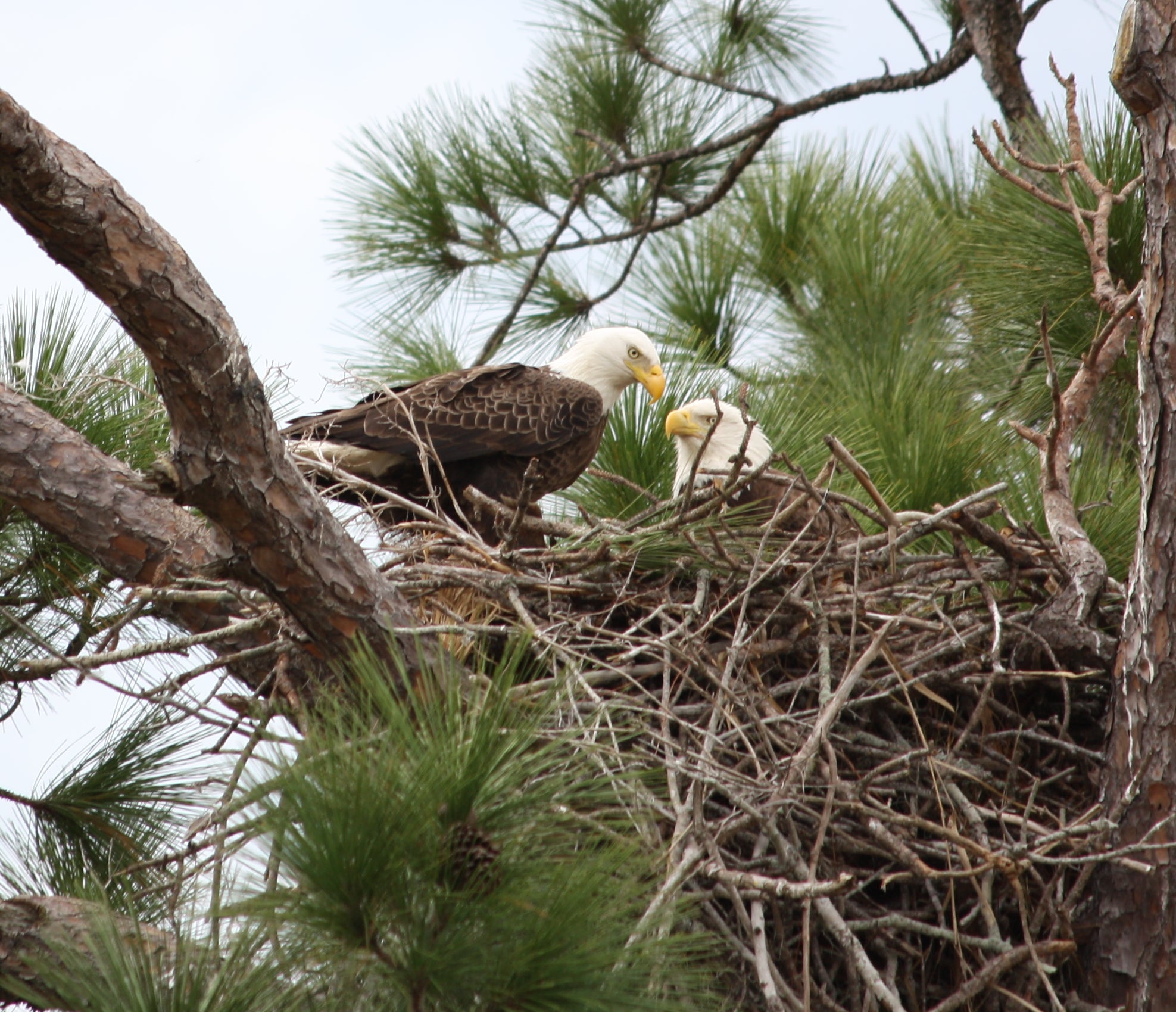 Bald Eagles Occupy Record Number Of Nests - WPR