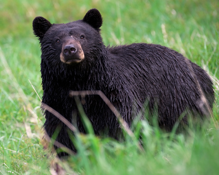 Part Of Apostle Islands Closed On Account of Bears