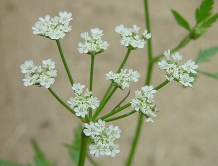 Japanese Hedgeparsley: A New Invasive Species That’s Spreading Rapidly