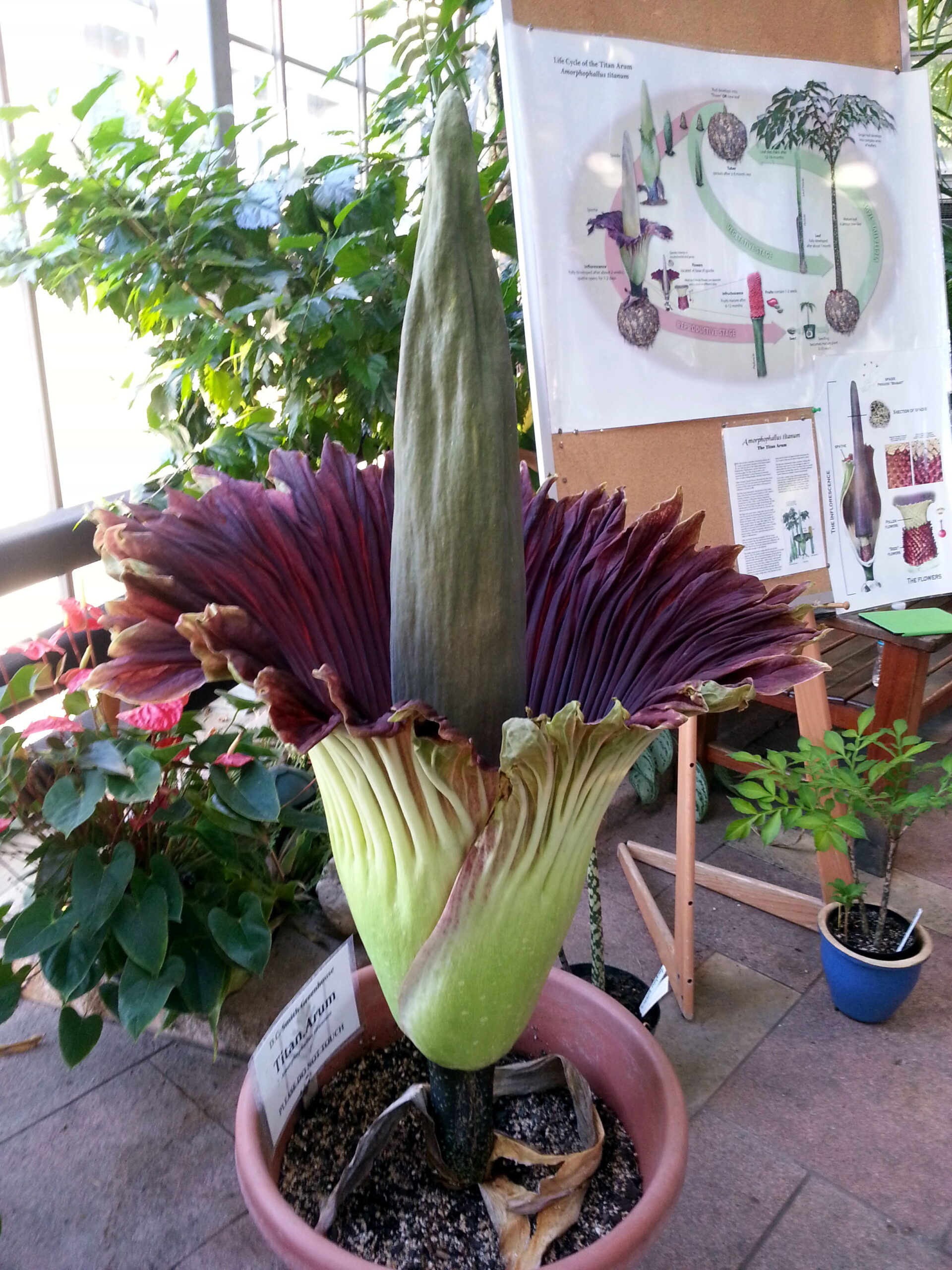 ‘Corpse Flower’ In Bloom At UW-Madison Greenhouse