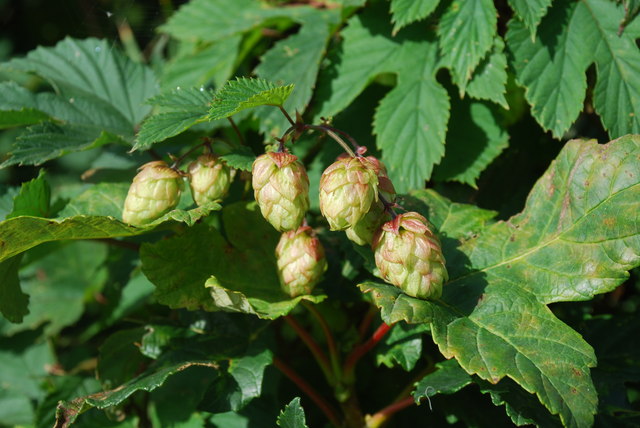 Hops Makes A Comeback In Wisconsin