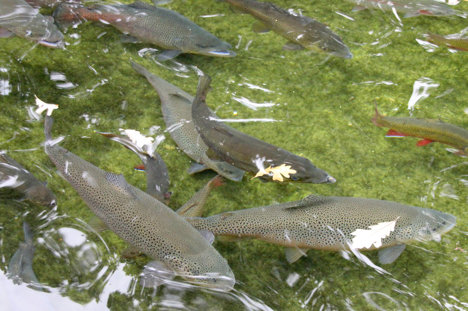 Mysterious Virus Infects Fish In DNR Hatcheries