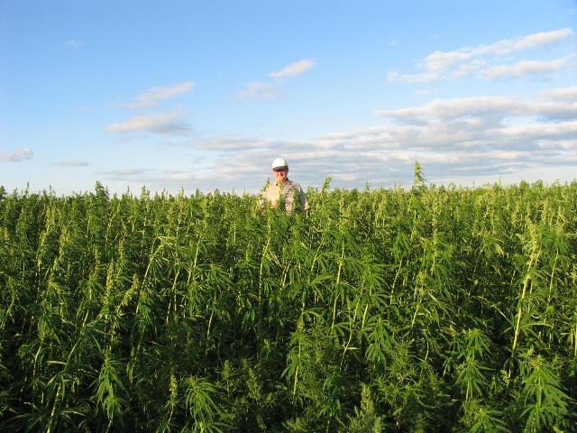 farmer in field of industrial hemp