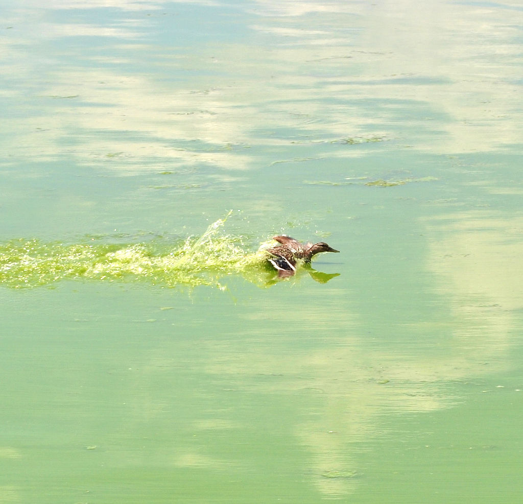 duck swimming on algae bloom in Lake Menomonie