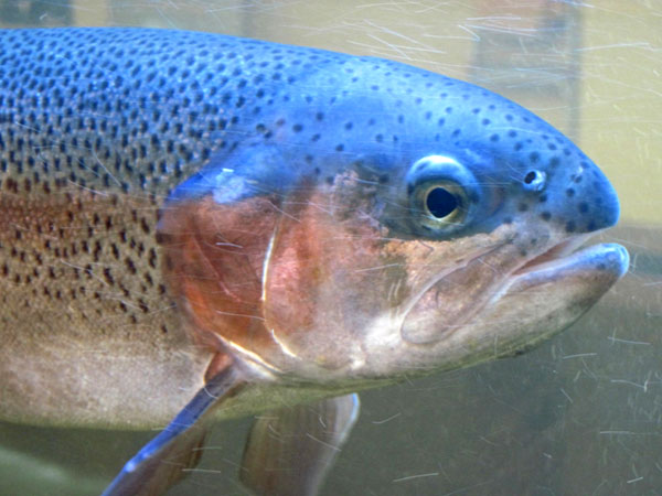 Finding a balance between state and private fish hatcheries