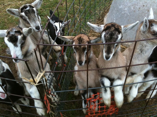 Wisconsin Life- Goat Cheese Season