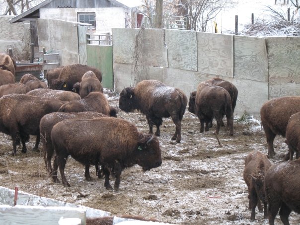 Tribal bison herd must go, say Ho Chunk