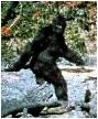 Bigfoot May Not Be A Tall Tale In Northwoods