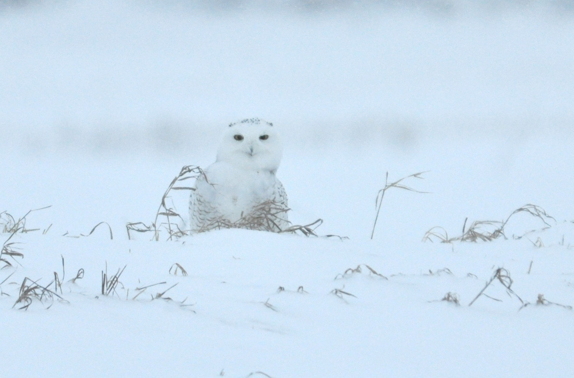 Snowy Owl, taken near Horicon Marsh