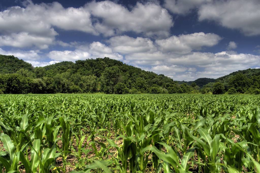 Wisconsin corn field