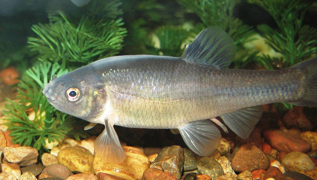 fathead minnow (breeding male)