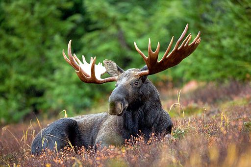 Moose, image by U.S. Fish and Wildlife Service