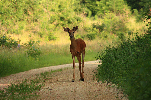 deer, photo by Michael Leland