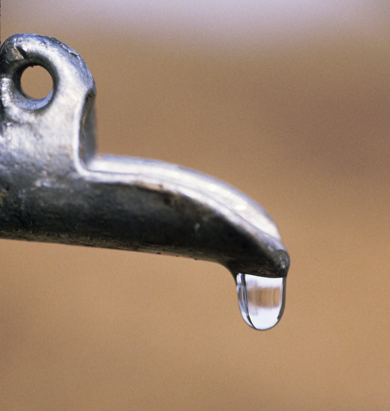 Sap drips from a sugar maple tap