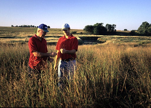 Switchgrass, image by USDA