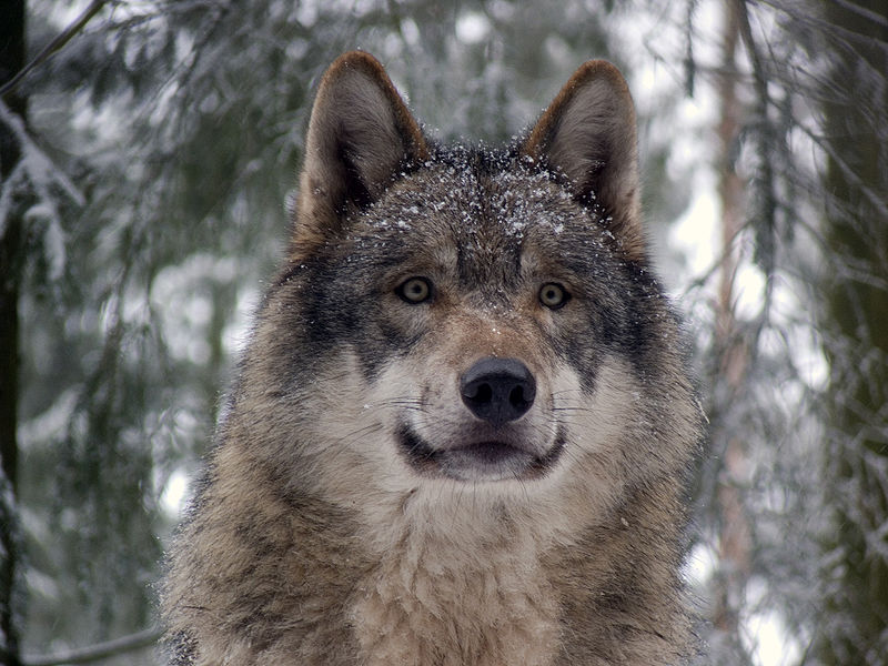 DNR Will Release Wolf Population Estimates Soon