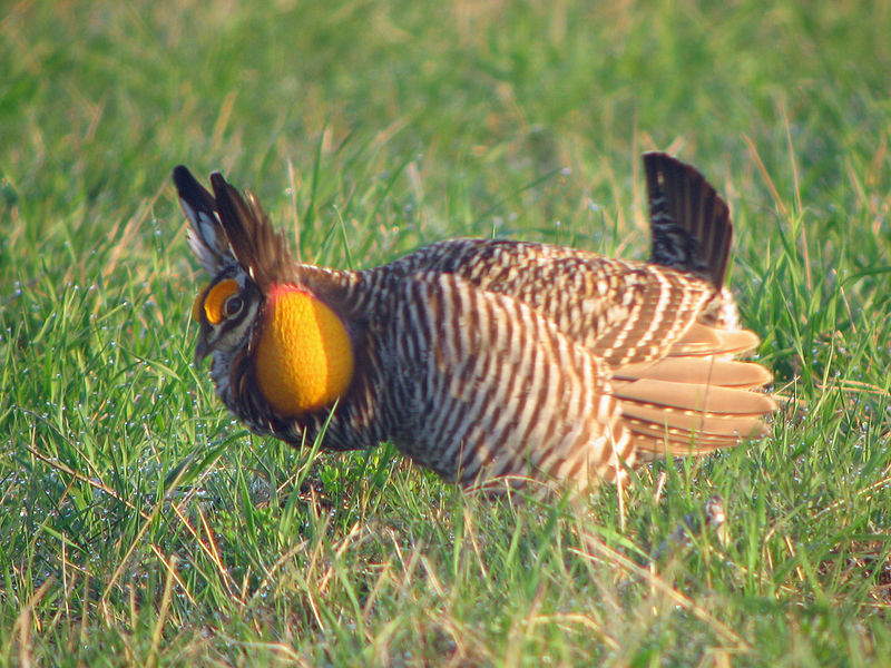 Prairie Chickens Welcome Spring After Harsh Winter