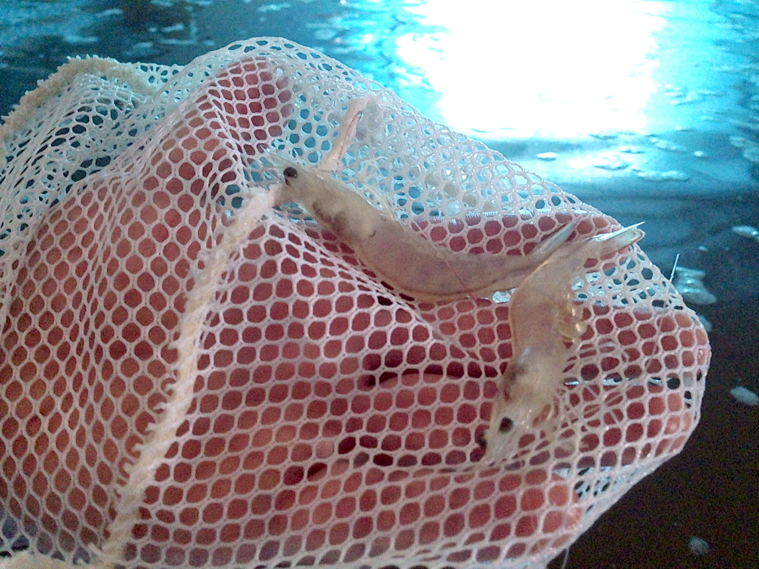Forbes Adam holds a few of the shrimp in his Westby tanks