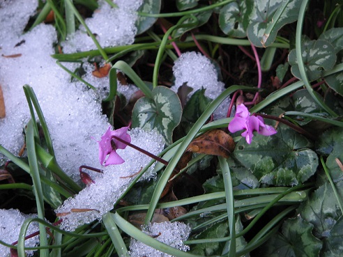 Melting snow on plants