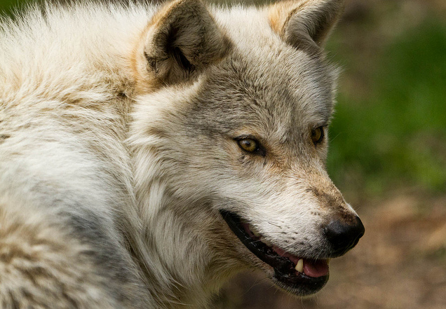 Federal wildlife agency investigating wolf killing in northern Wisconsin