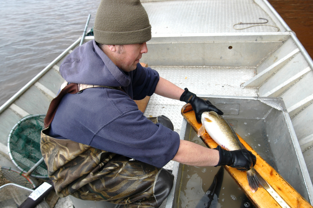DNR walleye monitoring crew member measures a walleye before releasing it back into White Sand Lake in Vilas County.
