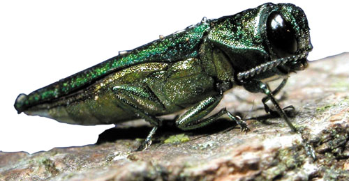 EAB, photo by U.S. Department of Agriculture via Wikimedia Commons