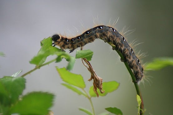 Eastern Tent Caterpillar