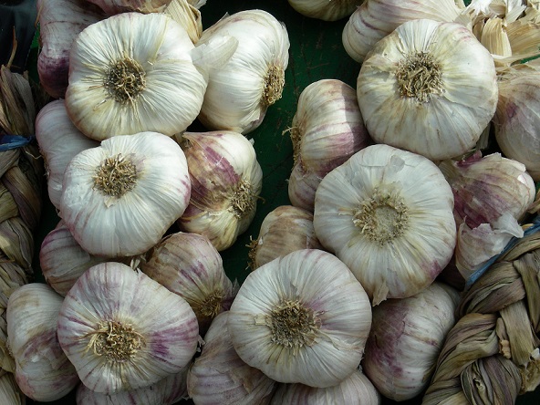 garlic, photo by Judith Siers-Poisson