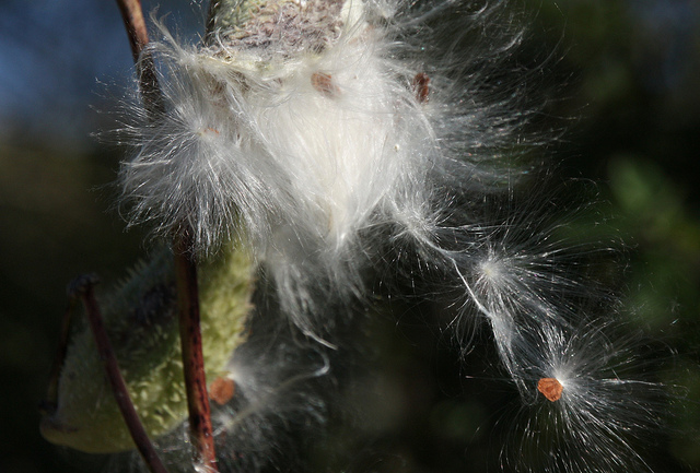 milkweed seeds, photo by Michael Leland