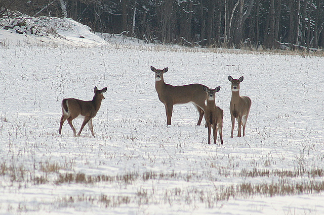 deer in a snowy field