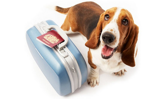beagle with a suitcase