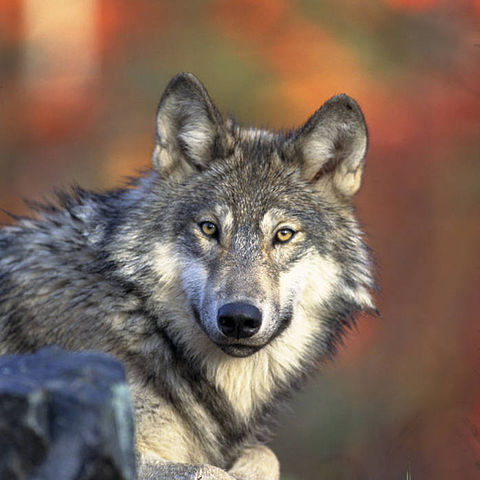 gray wolf, U.S. Fish and Wildlife Service