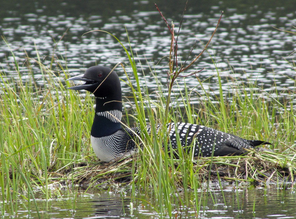 Black Flies Continue To Drive Northern Wisconsin Loons Away From Their Nests