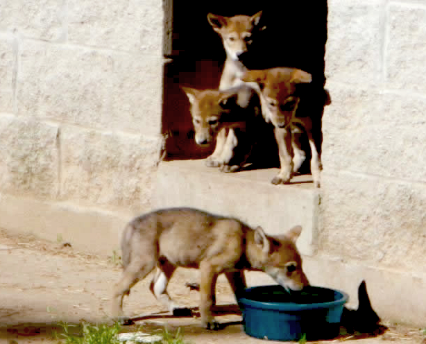 Red Wolf Pups Make Public Debut At Green Bay Zoo