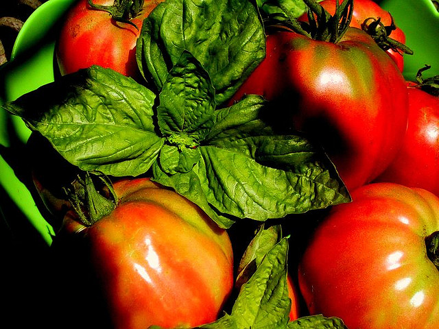 tomatoes and basil, Tom Wachtel