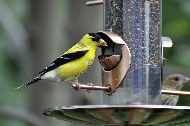 bird feeder, likeaduck (CC-BY-SA)