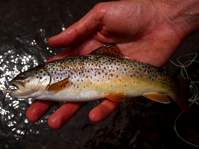 brown trout, stpaulgirl (BY-NC-ND)