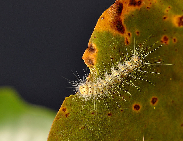 Moth Caterpillars Overrun Island On Mississippi River